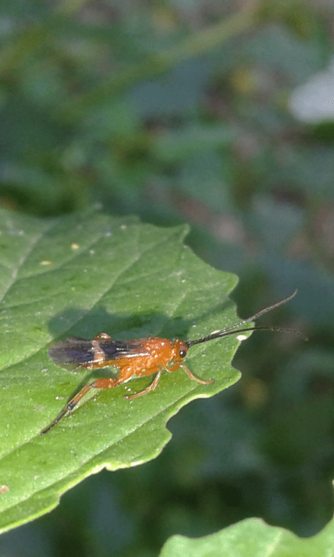 Braconidae : Cremnops desertor? S
